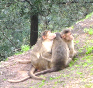 Panchgani monkeys huddling for warmth